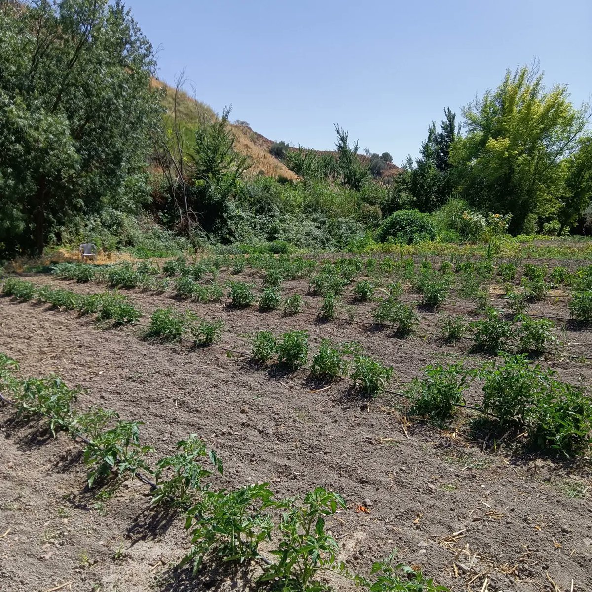 Estamos preparados para septiembre ,sabemos que traerá tomates por qué los plantamos.