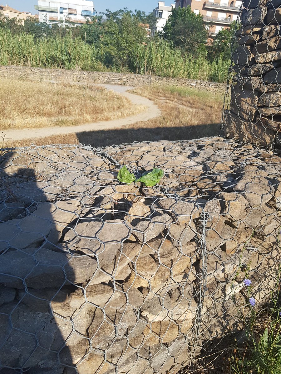 GraciJS's tweet photo. Ne re enfada la gente que cree que hace un favor al levantar la mierda del perro de un camino de tierra o el bosque etc, y luego se canse de llevarlo en mano y lo deje tirado por ahí por que no encuentra un basurero.
Para eso no lo levanten pedazo de recontra boludos. https://t.co/g6PHEuTBjp