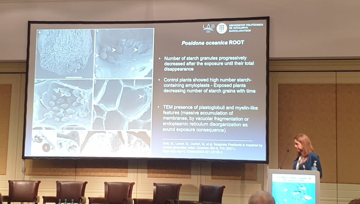 Ouch. Even plants are negatively impacted by noise 

Solé et al (2021) #AN2022