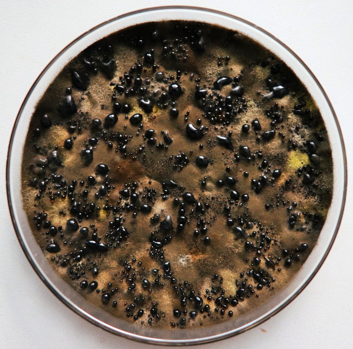 Extreme microbiology tweet media