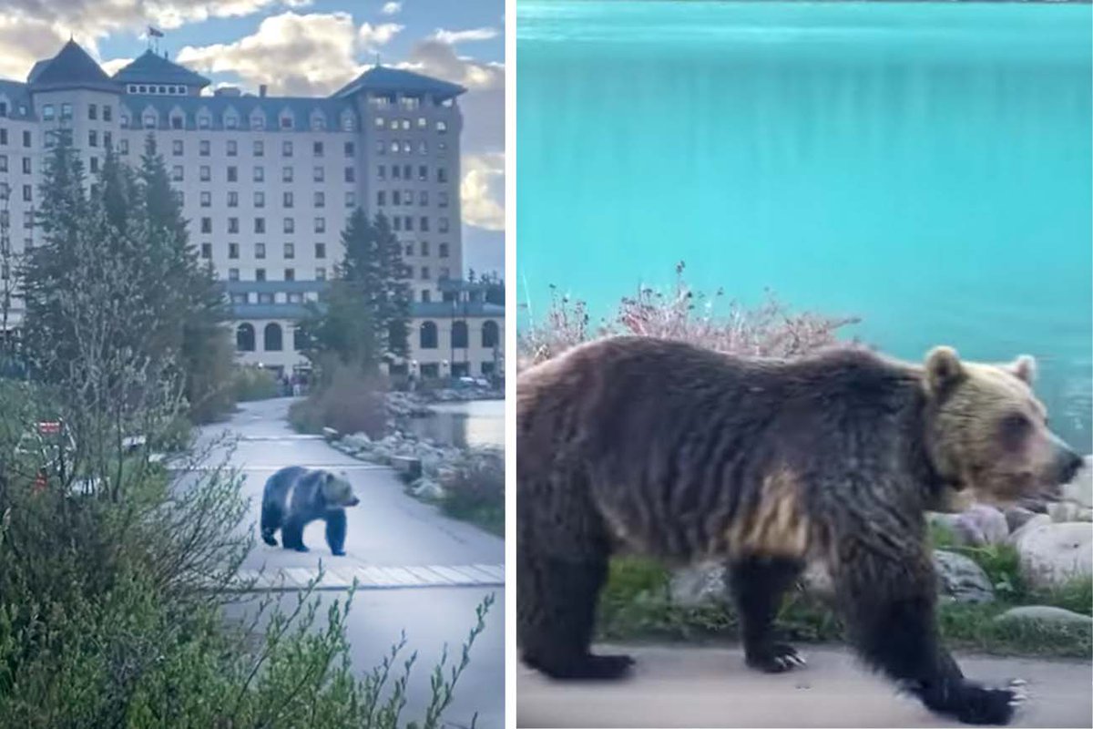 Deze grizzlybeer loopt op zijn gemak naar toeristen bij Lake Louise in Banff. Hoe zou jij reageren? Bekijk de unieke video hier: bit.ly/3Pji3OS