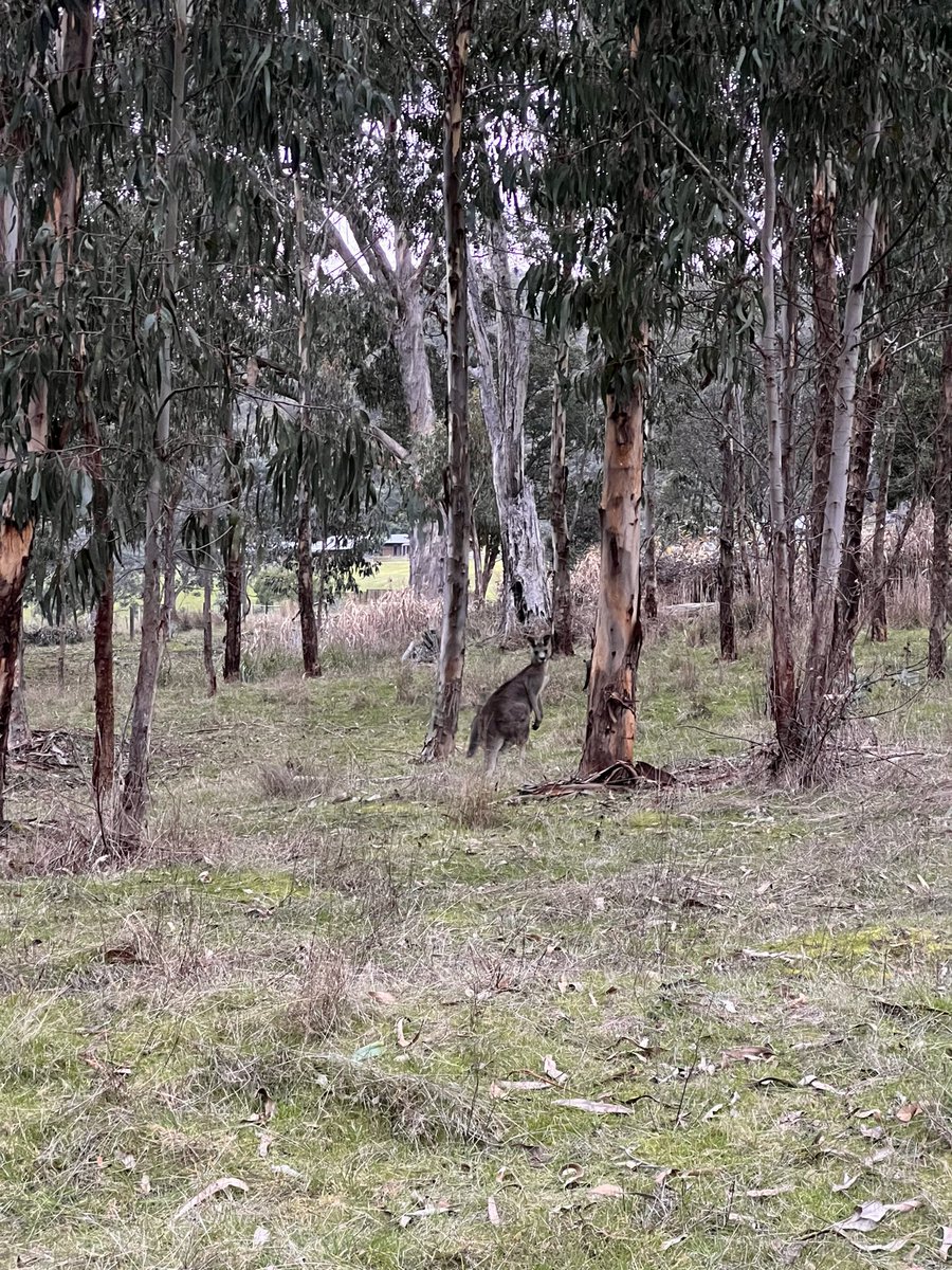 Kim KENWELL tweet media