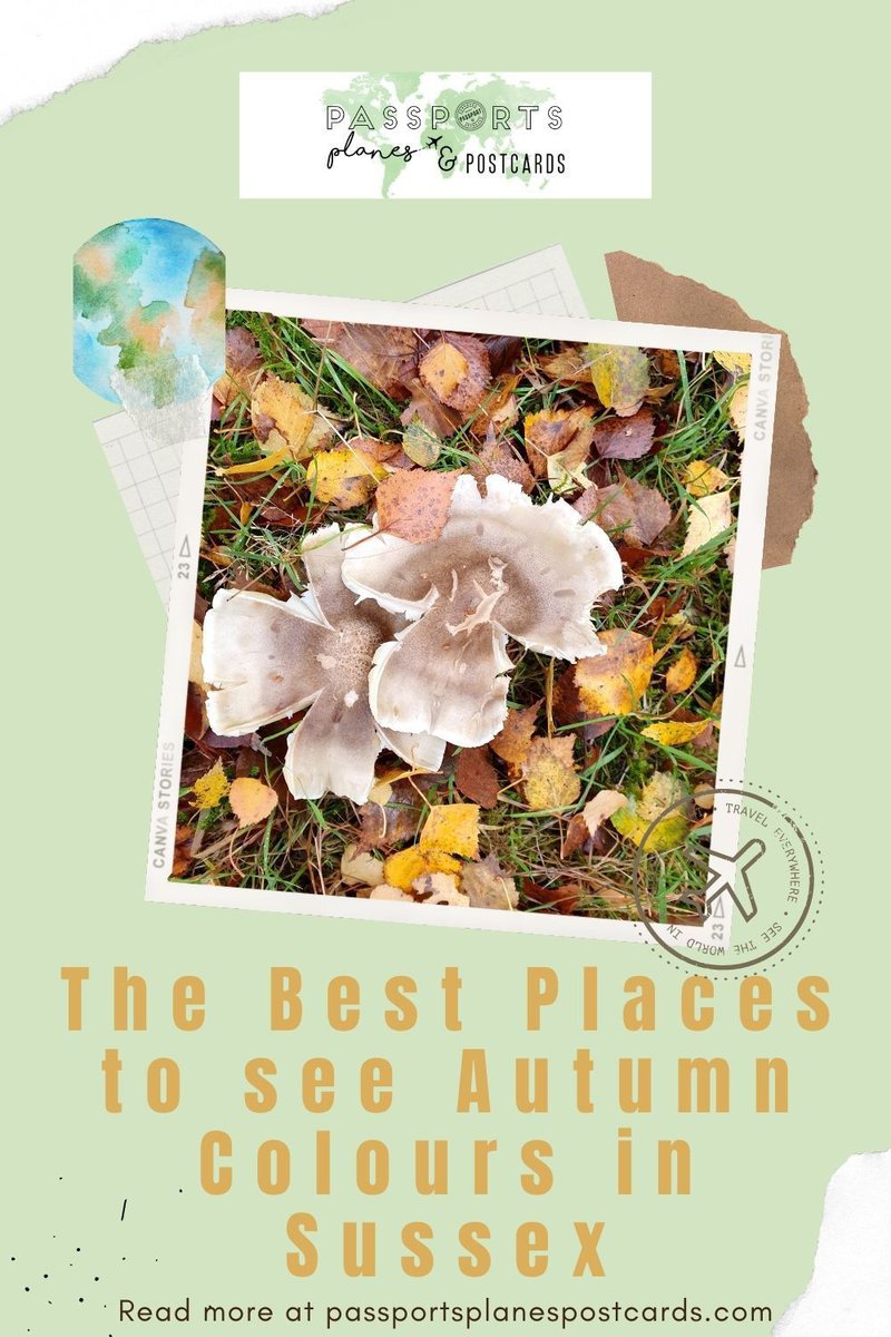 PassportsPlanes's tweet photo. Forest trails are carpeted with fallen leaves and tunnelled in the rustic colours of Autumn.

Read more 👉 https://t.co/I1oSDbb5N0

#autumncolour #AutumnColours #SheffieldPark #HiddenGems #Arundel #FavouritePlaces #Autumn #HighWealdArea #OutstandingNaturalBeauty #AshdownForest https://t.co/kABt8Qsikh