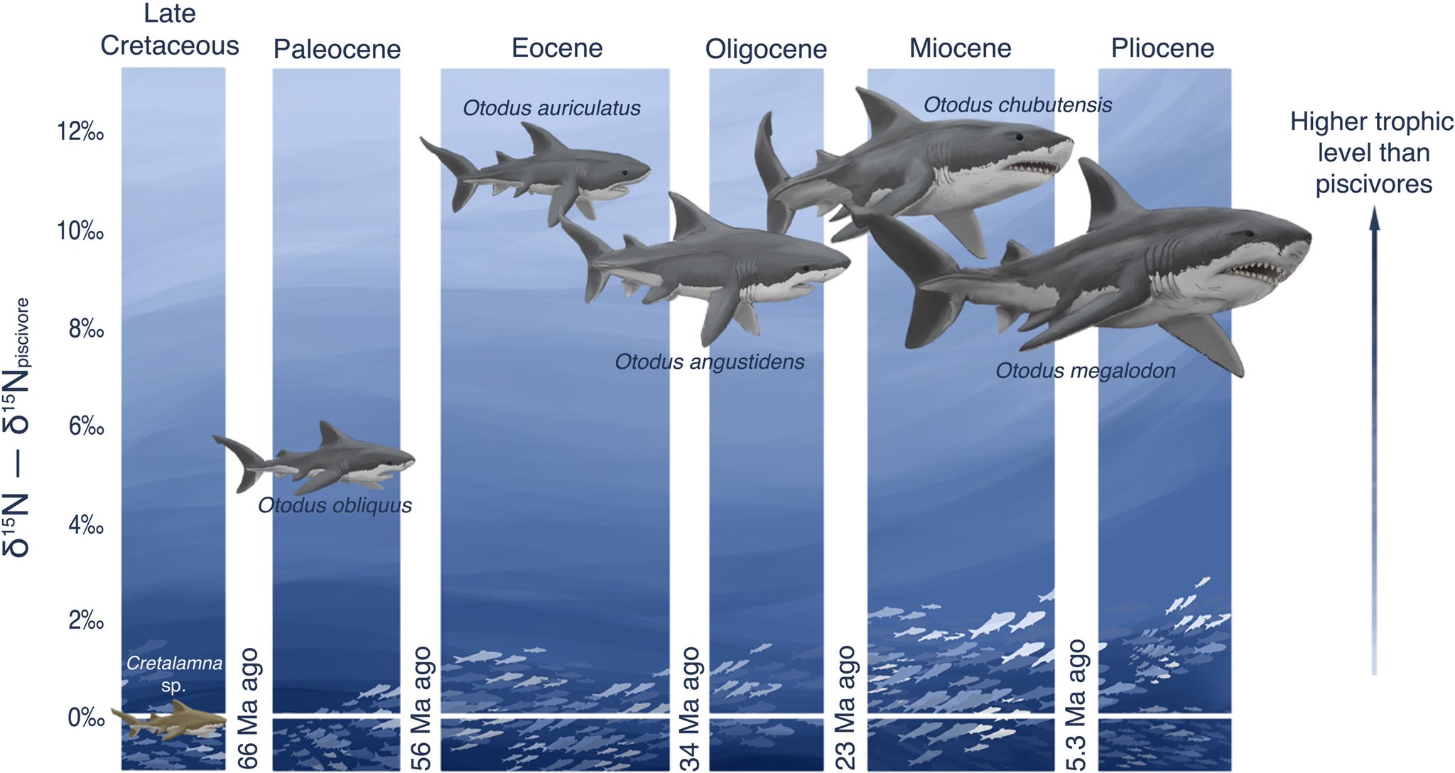 Megalodon Size Comparison