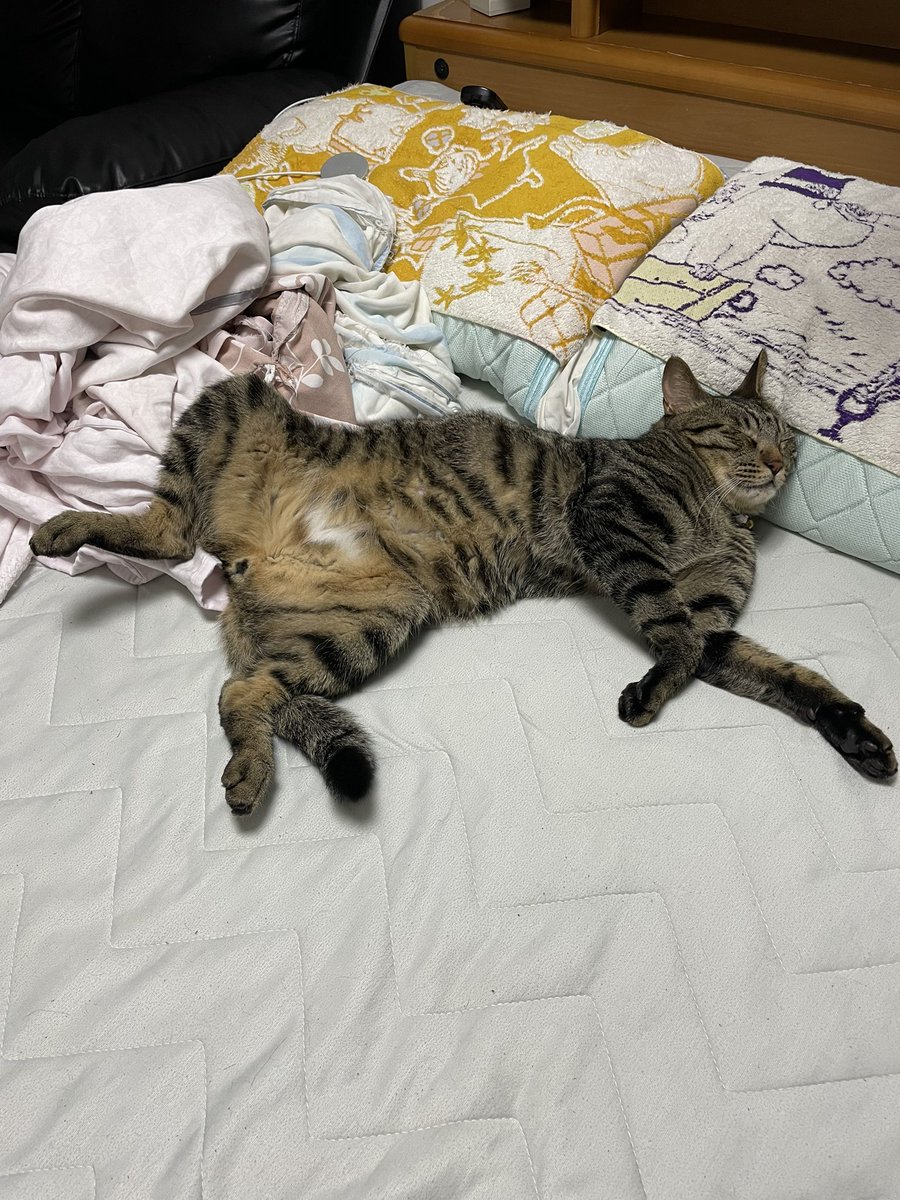 KazuBooth's tweet photo. 部屋温度29度湿度69%の部屋で寝る猫ちゃんはこんな格好ですと🙄
オモロいやんか https://t.co/k7vSHPh8Ft