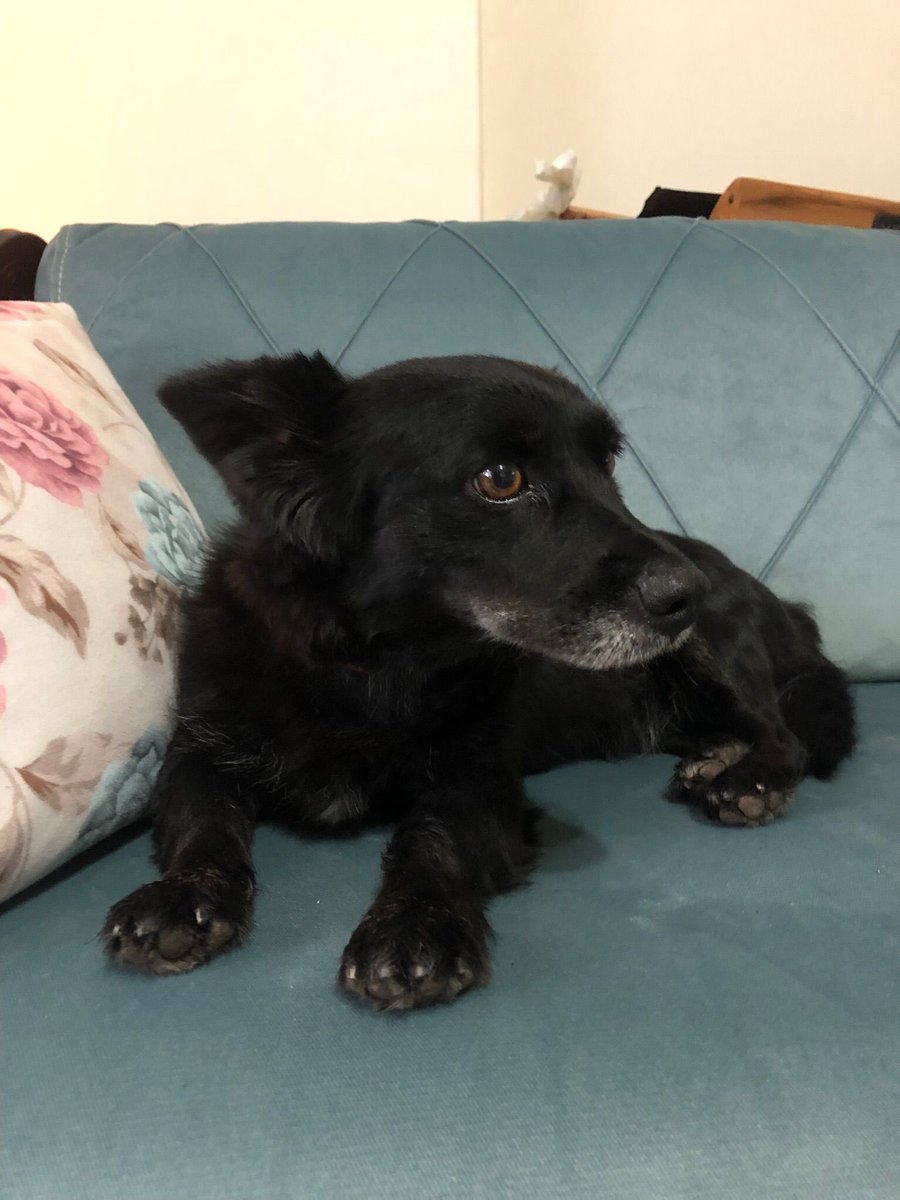 portakaalimsi's tweet photo. Zeytin, sokaktaki büyük köpeklerin saldırısından kurtarıldı. Küçük ırk, 5-6 kg ve tuvalet eğitimi olan bir köpek. Dişi ve aşırı uysal. Hayvanlarla ve insanlarla arası çok iyi. Kendi köpeğim ona saldırdığı için acil kalıcı yuvasını arıyor. 
Yer: kocaeli
İletişim: dm https://t.co/nPCs4RO5TR