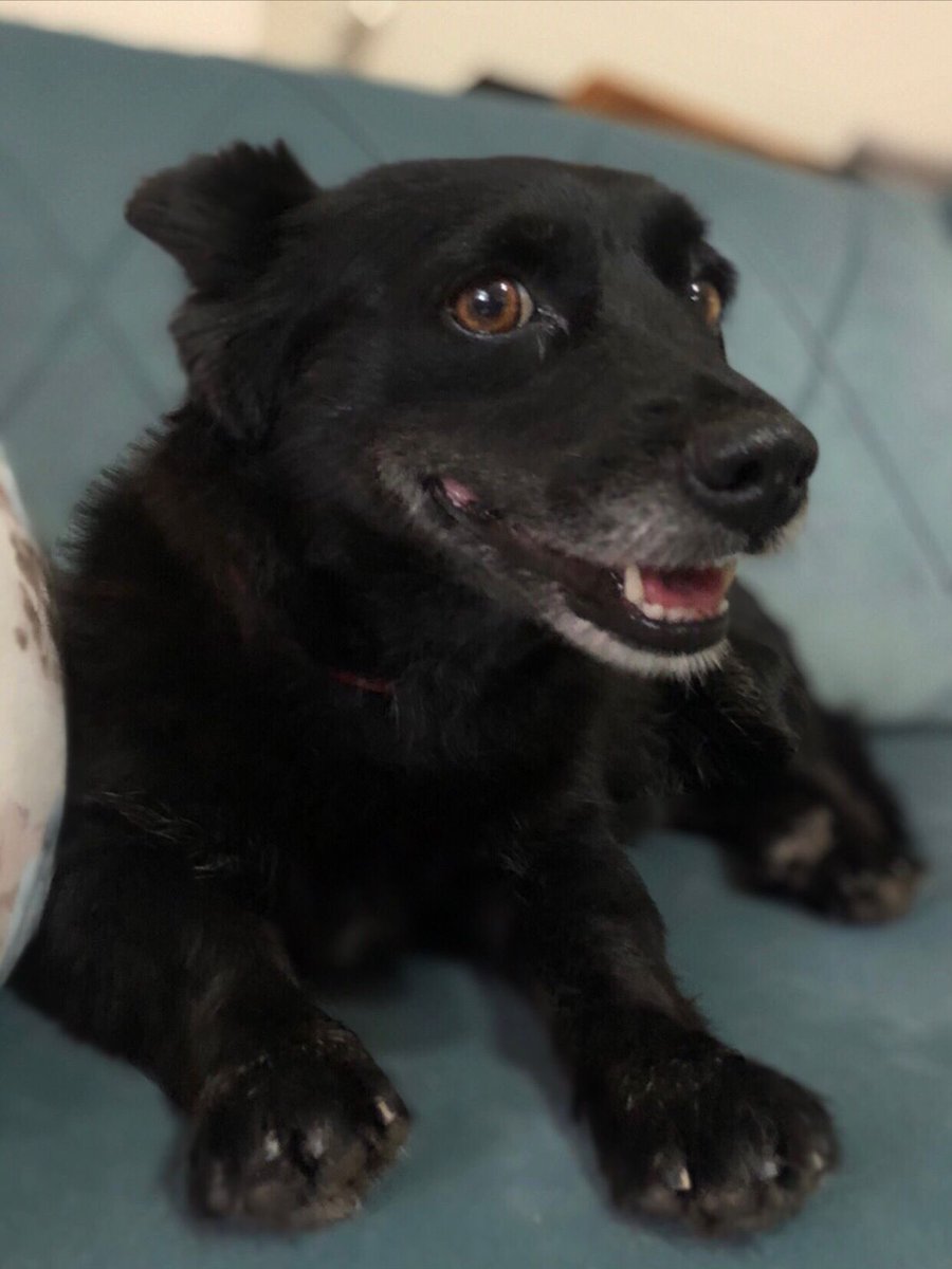 portakaalimsi's tweet photo. Zeytin, sokaktaki büyük köpeklerin saldırısından kurtarıldı. Küçük ırk, 5-6 kg ve tuvalet eğitimi olan bir köpek. Dişi ve aşırı uysal. Hayvanlarla ve insanlarla arası çok iyi. Kendi köpeğim ona saldırdığı için acil kalıcı yuvasını arıyor. 
Yer: kocaeli
İletişim: dm https://t.co/nPCs4RO5TR