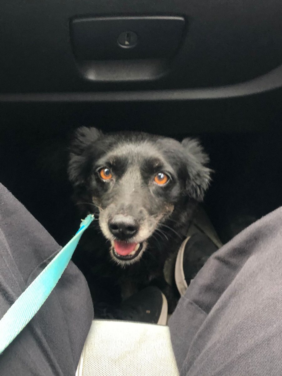 portakaalimsi's tweet photo. Zeytin, sokaktaki büyük köpeklerin saldırısından kurtarıldı. Küçük ırk, 5-6 kg ve tuvalet eğitimi olan bir köpek. Dişi ve aşırı uysal. Hayvanlarla ve insanlarla arası çok iyi. Kendi köpeğim ona saldırdığı için acil kalıcı yuvasını arıyor. 
Yer: kocaeli
İletişim: dm https://t.co/nPCs4RO5TR