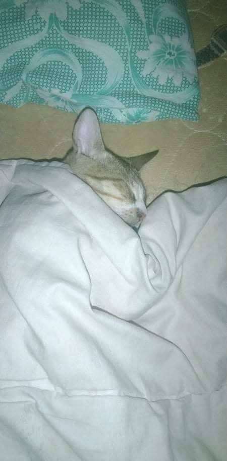 LacabaBenjie's tweet photo. Falling asleep with my Cat<3 https://t.co/IegFt7kOw9