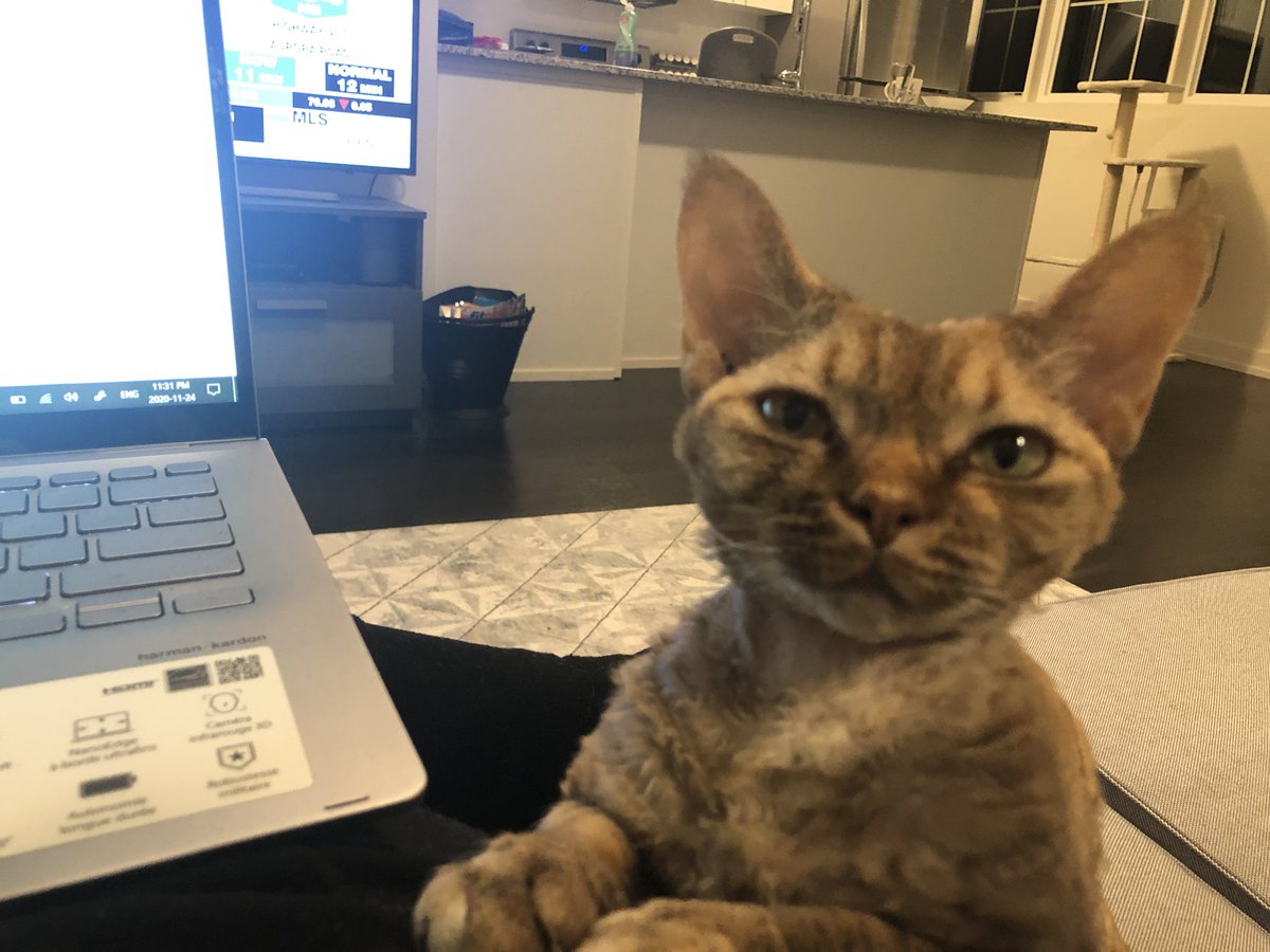 Inspire2Dance's tweet photo. @PhDVoice @PostdocVoice Cat! I grew up with cats. I already had one when I adopted a 2nd during the first year of my EdD. She is the first lap cat I’ve ever had. She is both helpful and affectionate 😻 A great study partner. https://t.co/4N7i9uJttO