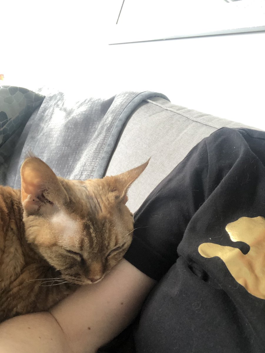 Inspire2Dance's tweet photo. @PhDVoice @PostdocVoice Cat! I grew up with cats. I already had one when I adopted a 2nd during the first year of my EdD. She is the first lap cat I’ve ever had. She is both helpful and affectionate 😻 A great study partner. https://t.co/4N7i9uJttO