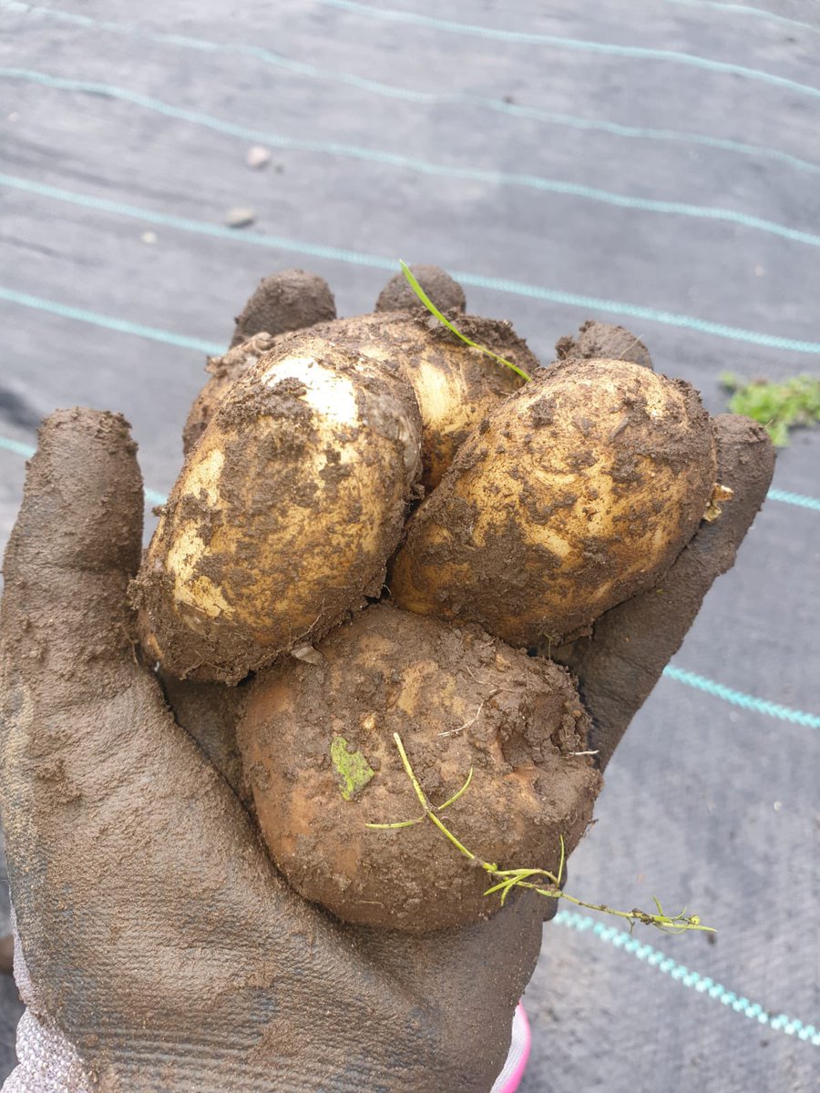 Baby potatoes, fresh from the ground. Looking forward to dinner tonight 🤤#organicfarming #scottishfarming #skye #freshisbest #scotland