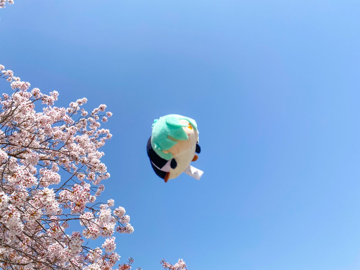 ponpoco_pu's tweet photo. #かわいいおもち自慢大会 https://t.co/LZRkntvIem