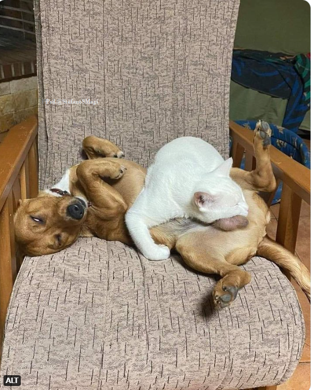 Pillow balls ...🙄