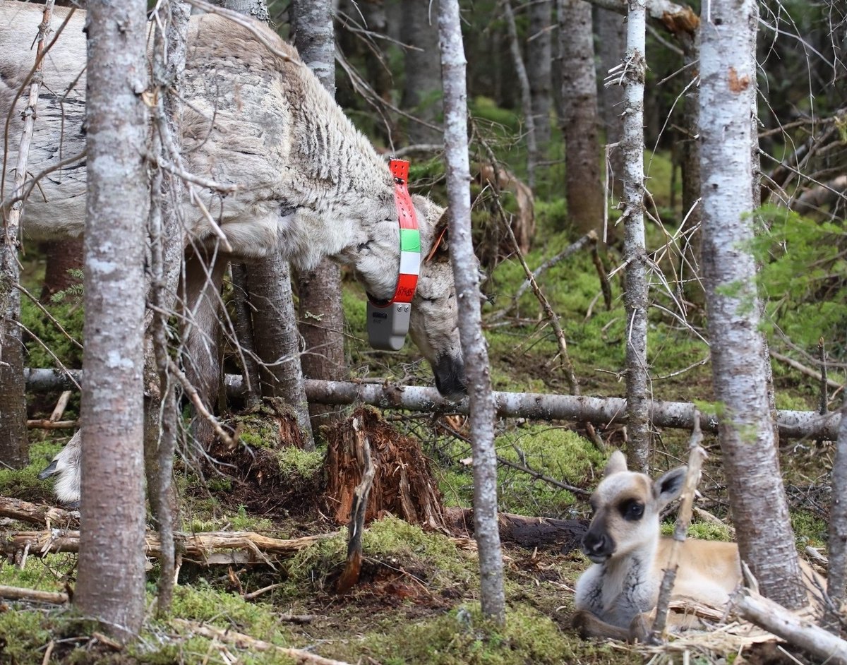 Cath_Pellerin's tweet photo. La harde de caribous de Charlevoix s’agrandit. Des femelles ont donné naissance en juin et cinq faons se portent bien https://t.co/LtmkSARvBp Photos : Valentin Bonnefont, SÉPAQ https://t.co/J1zKG8rKtO