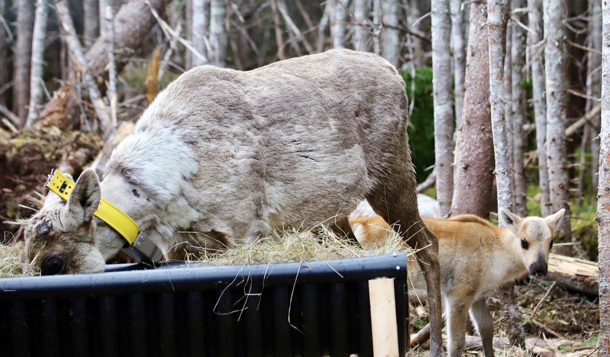 La harde de caribous de Charlevoix s’agrandit. Des femelles ont donné naissance en juin et cinq faons se portent bien cimtchau.ca/?p=108222 Photos : Valentin Bonnefont, SÉPAQ