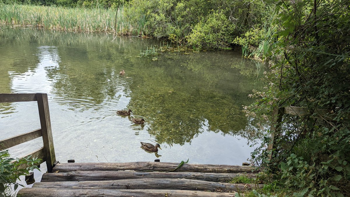 ConinaUK's tweet photo. Lunchtime view at #AntonLakes in Andover. https://t.co/UdslyzBGqq