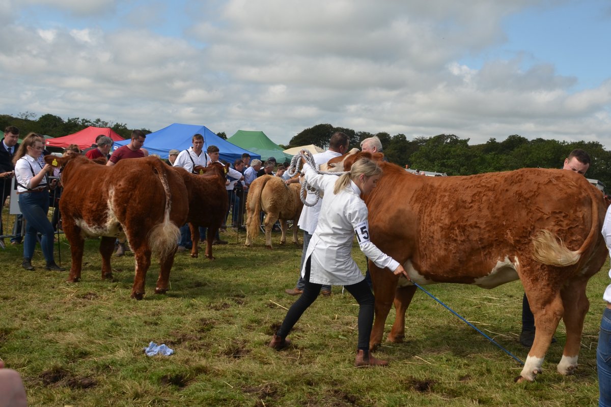Cattle section at Swinford Agricultural Show. Show day on Sunday 28th August. #Swinford #AgriShow