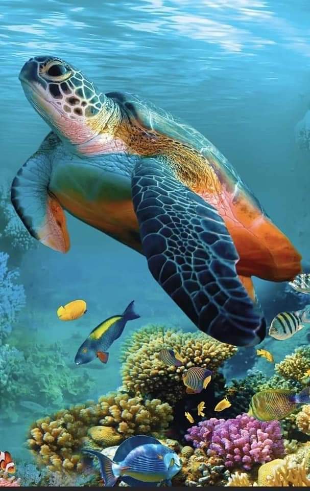 R_naturebeauty's tweet photo. Have a peaceful evening my friends 🎉
#tortoise #seaturtles #NaturePhotography https://t.co/PU74SwLwyJ