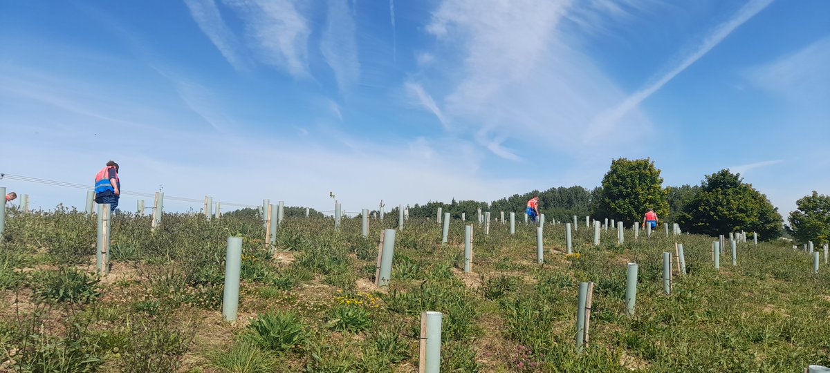 TCVHumber's tweet photo. Maintaining the growing #woodland at Wren Kitchens in Barton. Regardless of the hot weather, the #saplings are looking greener than ever! #joininfeelgood #volunteers #trees #greenerfuture https://t.co/Bu7NLMu6SJ