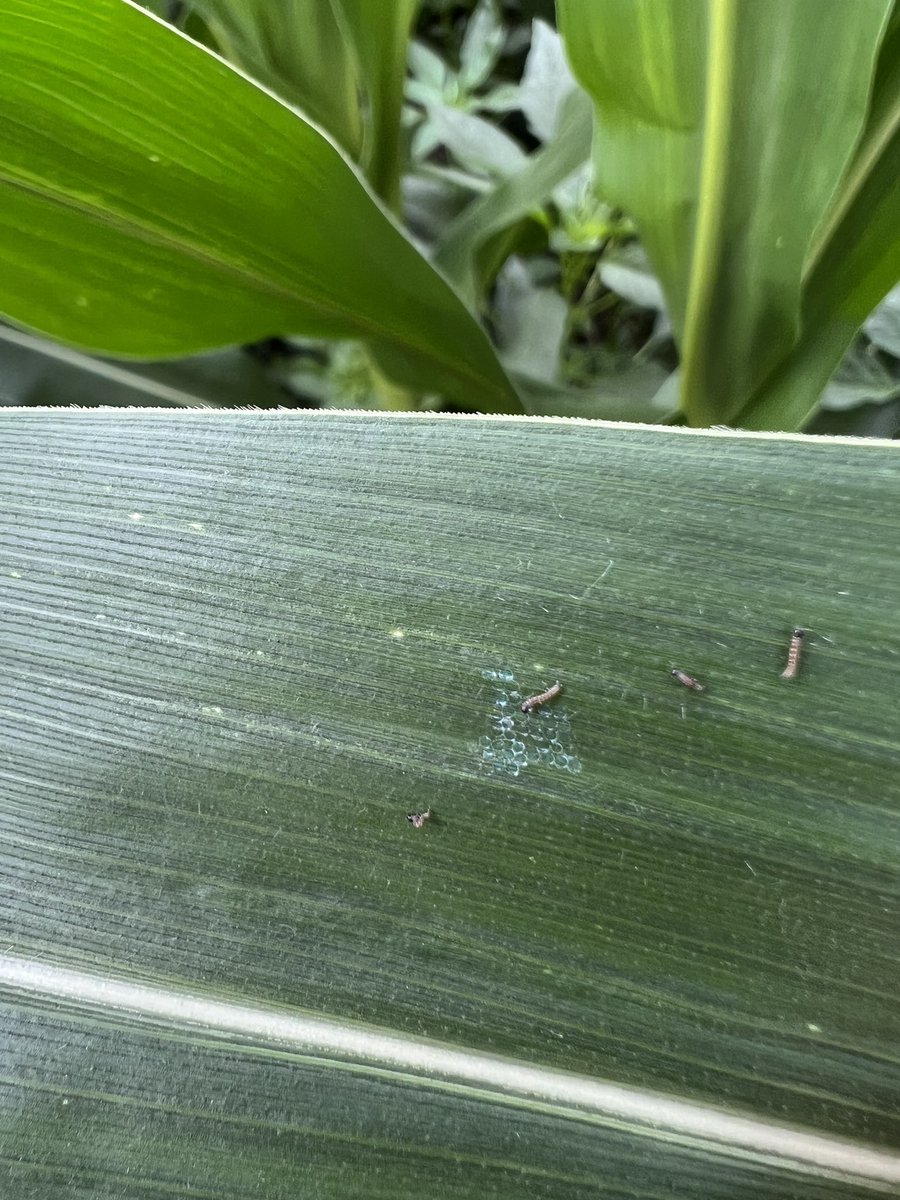 Cass Corman tweet media