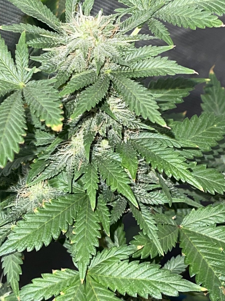 damon_whitford's tweet photo. #update #cremedelachem #mephistogenetics @irvineseedco #testerprogram #discord #LinkInBio https://t.co/Go013cOHPb