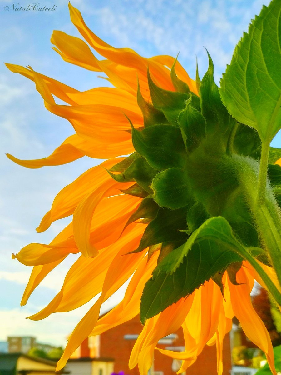 NataliCuteeli's tweet photo. May your day be pleasant! 🧡
Following the sun is a good natural instinct! 😉🌿☀️🌿
🌻🌻🌻
#cuteeli #love #NaturePhotography #art #nature #Art_of_Photography #positive #beautiful #floriculture #beauty #flowers #gardening #flowering #nice_view #blossom #sunflower #blue_sky #garden https://t.co/1ea2E3ICld