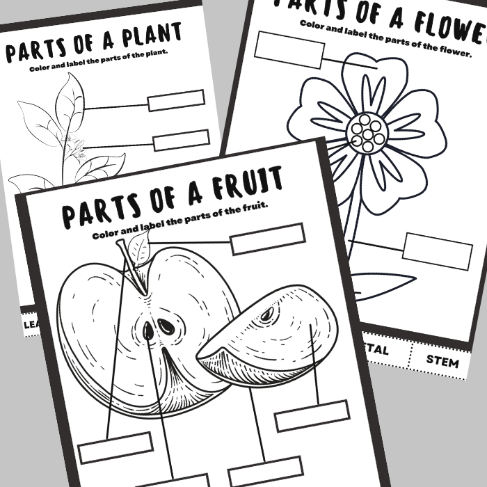 PowerMothering's tweet photo. Plant Activity: Color, Cut &amp; Label - https://t.co/HjkNg8e7cv https://t.co/ULmZw230fi