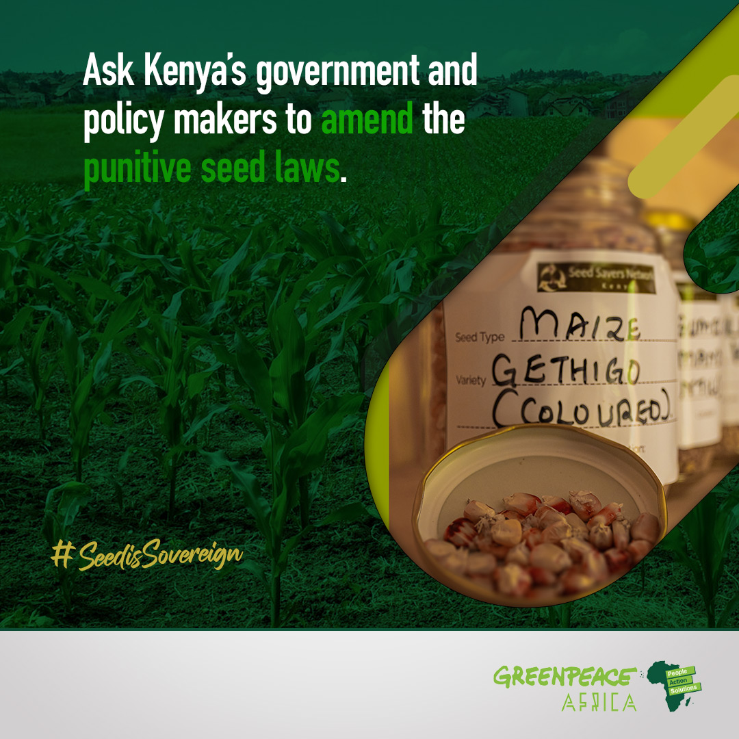 Greenpeaceafric's tweet photo. Recent laws that limit farmers’ ability to freely save & share seeds threaten to push traditional crops towards extinction & prevent farmers from adapting to #ClimateChange >> https://t.co/Al1xMO7PZB
#SeedIsSovereign >> https://t.co/ZQzNzgyxqc
.@NationAfrica https://t.co/agFKzf9veq
