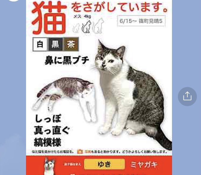 Dashiguma's tweet photo. 【迷子猫捜索中】
うちの猫探しています‼️
脱走から27日目
6月15日22時頃脱走しました。
現在も見つかっていません。

【場所】京都府亀岡市篠町見晴

どんな些細な事でも構いません。姿を見かけたらご連絡ください。
よろしくお願い致します。

#迷子猫　#迷い猫　#京都府　#亀岡市  #拡散希望 https://t.co/X3yv8491dY