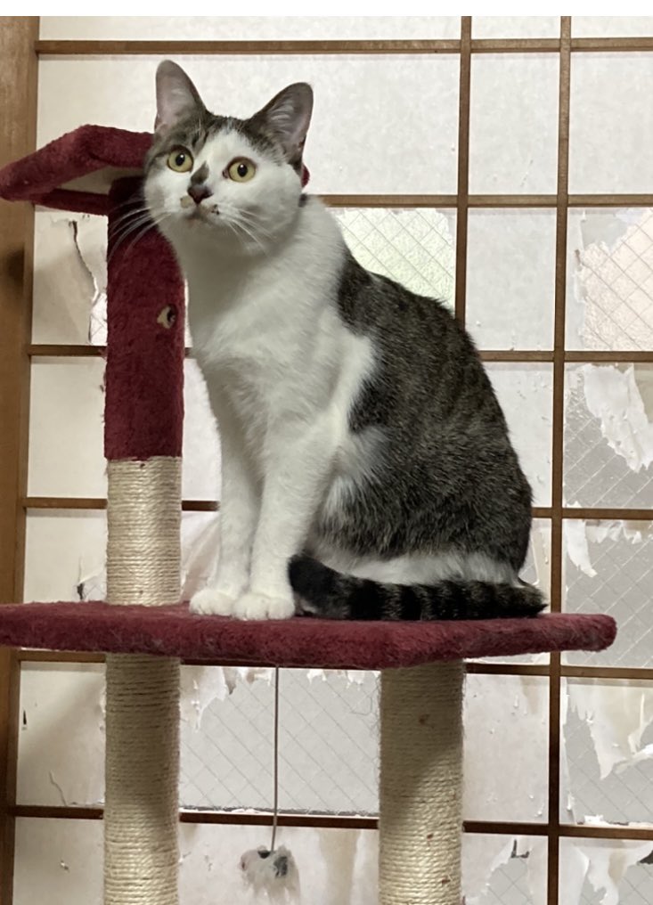 Dashiguma's tweet photo. 【迷子猫捜索中】
うちの猫探しています‼️
脱走から27日目
6月15日22時頃脱走しました。
現在も見つかっていません。

【場所】京都府亀岡市篠町見晴

どんな些細な事でも構いません。姿を見かけたらご連絡ください。
よろしくお願い致します。

#迷子猫　#迷い猫　#京都府　#亀岡市  #拡散希望 https://t.co/X3yv8491dY