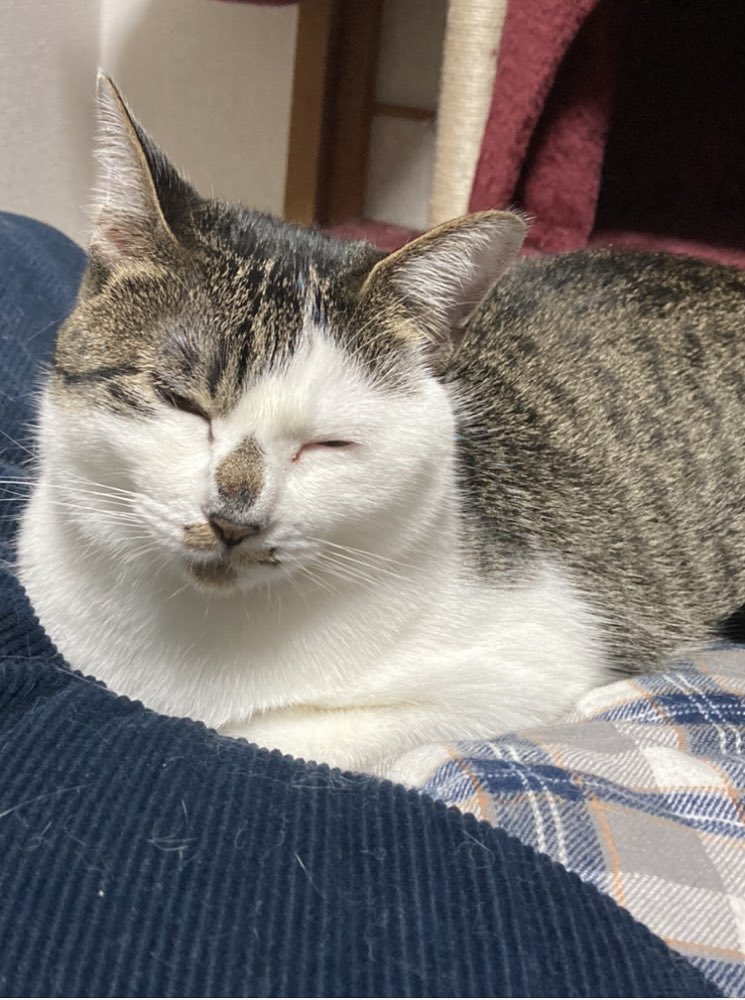 Dashiguma's tweet photo. 【迷子猫捜索中】
うちの猫探しています‼️
脱走から27日目
6月15日22時頃脱走しました。
現在も見つかっていません。

【場所】京都府亀岡市篠町見晴

どんな些細な事でも構いません。姿を見かけたらご連絡ください。
よろしくお願い致します。

#迷子猫　#迷い猫　#京都府　#亀岡市  #拡散希望 https://t.co/X3yv8491dY