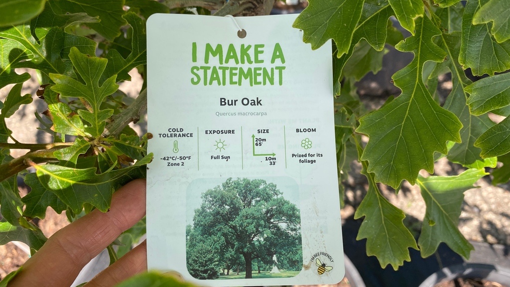 greengategarden's tweet photo. The best time to plant a tree was twenty years ago. The second best time is now. ~Chinese Proverb.
We have a twenty year old Burr oak tree in our parking lot. Oak trees are slow growing, but when mature make a statement.! #yyctrees #TreeTuesday https://t.co/V3B0myvOtO