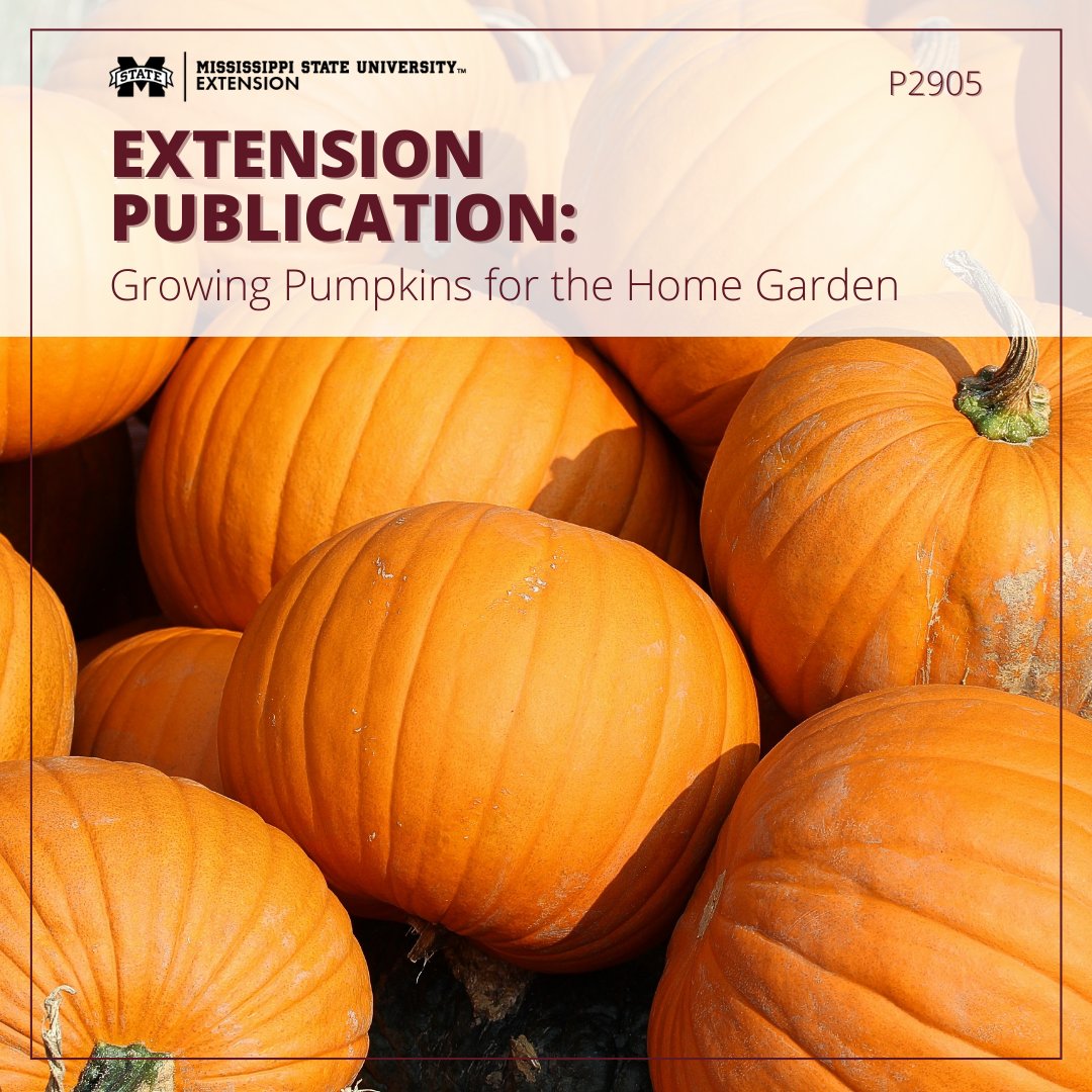 For most Halloween pumpkin varieties, it's best to plant seed in early to mid-July!

This publication covers:
🎃Climate/Soils
🎃Planting
🎃Fertilizing
🎃Maintenance
🎃Varieties
🎃Harvesting
🎃and more!

READ HERE: ow.ly/6Emj50JS07M #GrowWithExtension #MSUext