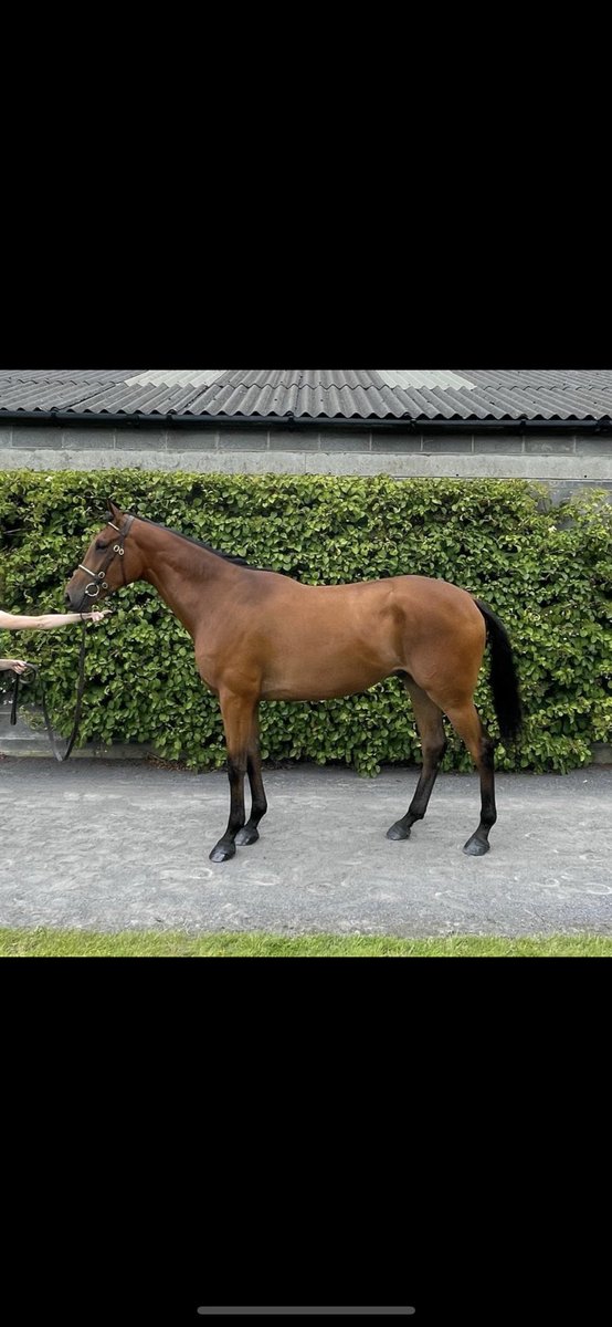 ✨ ✨  Late entry lot 280A  ✨ ✨ Kayf Tara gelding selling tomorrow @tatts_ireland come and see us at barn M