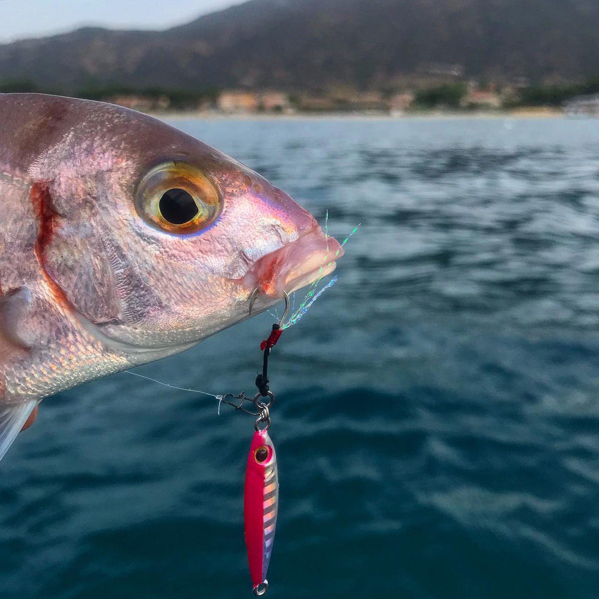 palms_global's tweet photo. Pink Sea Bream with Miniature Dax in France 🇫🇷
Lure: Miniature Dax 5g UV pink color(H-164)
#palmsfishing #microjigging #microjig #microjigs #metaljig #metaljigs #bitarts #lightgame #lightgamefishing #bream #breamfishing #fishingfrance #francefishing @babylonfishing @palms_japan https://t.co/jDZesQ5A6c