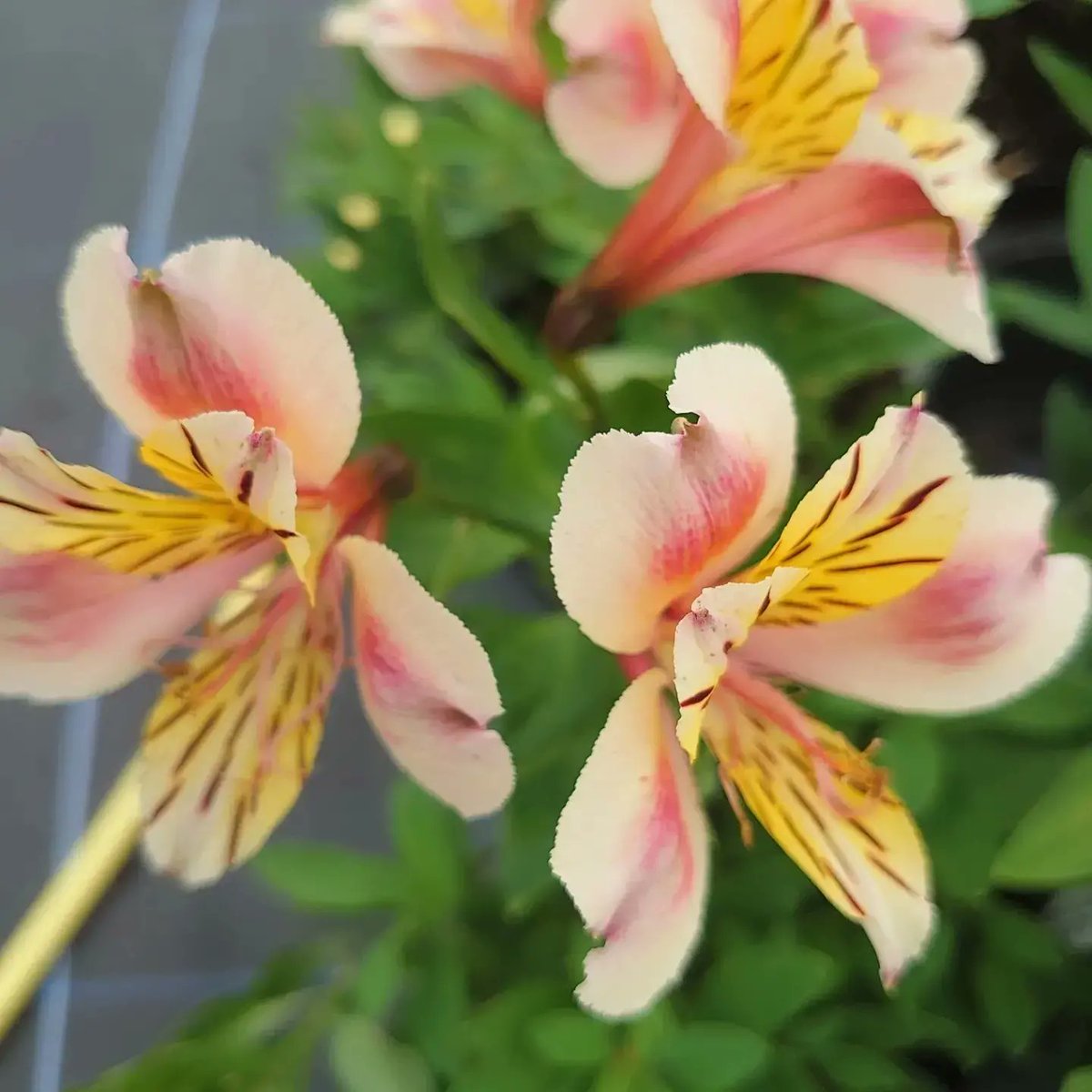 Don't forget our special offer, buy any 6 perennials and get the lowest price one free