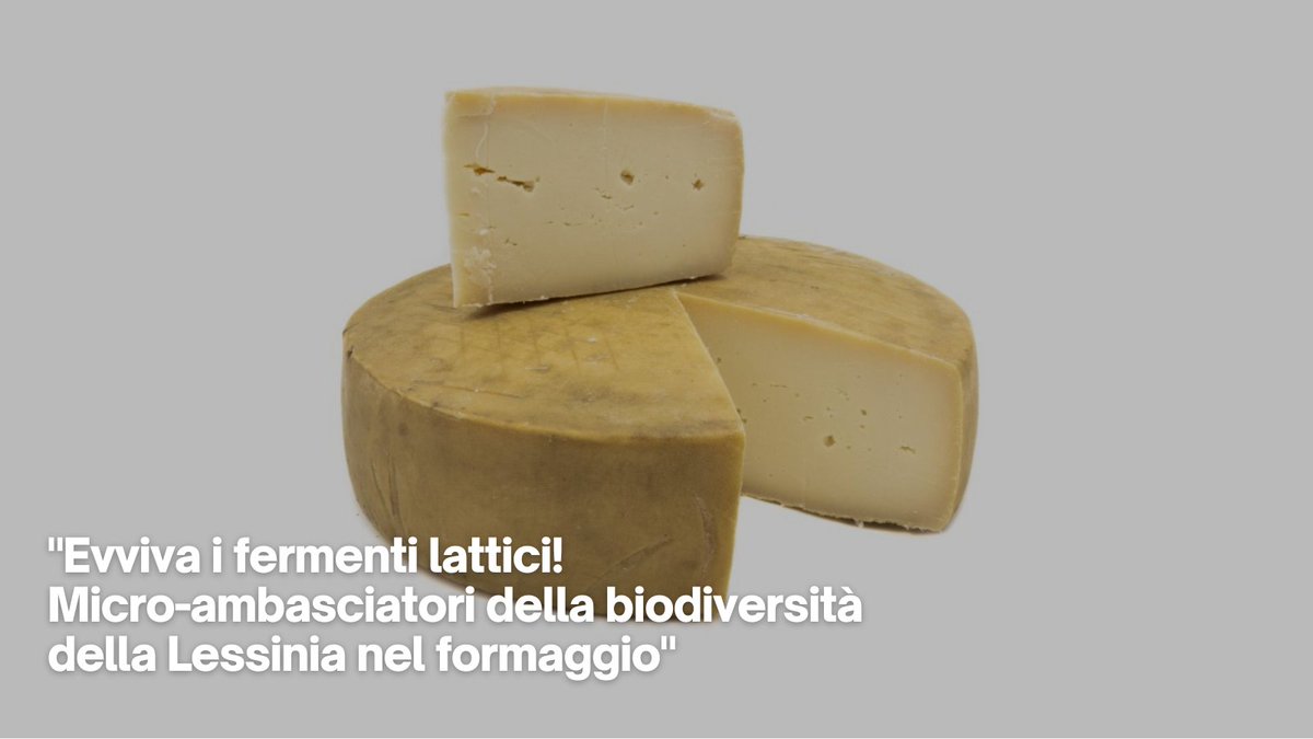 UniVerona's tweet photo. Il 17/7, alle 11 alla @MalgaFaggioli di Erbezzo, si terrà l'evento "Evviva i fermenti lattici! Micro-ambasciatori della biodiversità della #Lessinia nel #formaggio".
L'iniziativa ha lo scopo di presentare i risultati di un Joint Project #Univr > https://t.co/7uNzTQzYuX https://t.co/QcJRiX7A3I