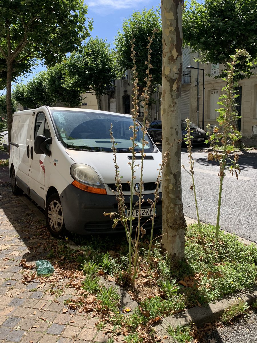 gabriellecluzel's tweet photo. Quand l’écologie devient prétexte à ne plus rien entretenir… ici, rue Judaïque à #Bordeaux, jadis très léchée : rejets sur les arbres, mauvaises herbes omniprésentes mêlées aux détritus.. pourquoi vouloir absolument faire ressembler cette magnifique ville bourgeoise à une ZAD ? https://t.co/apNC3hGzwf