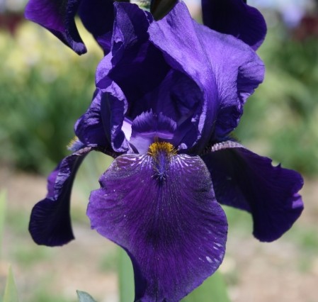 WoottensPlants's tweet photo. My favourite time of year....the #Iris Harvest! I get to spend all day digging in the hot sun from now until October. We still have some available! https://t.co/z48fvgTg8P #plantslovers #HistoricIris #GardeningTwitter #NurseryLife https://t.co/kiAJaZGFQQ