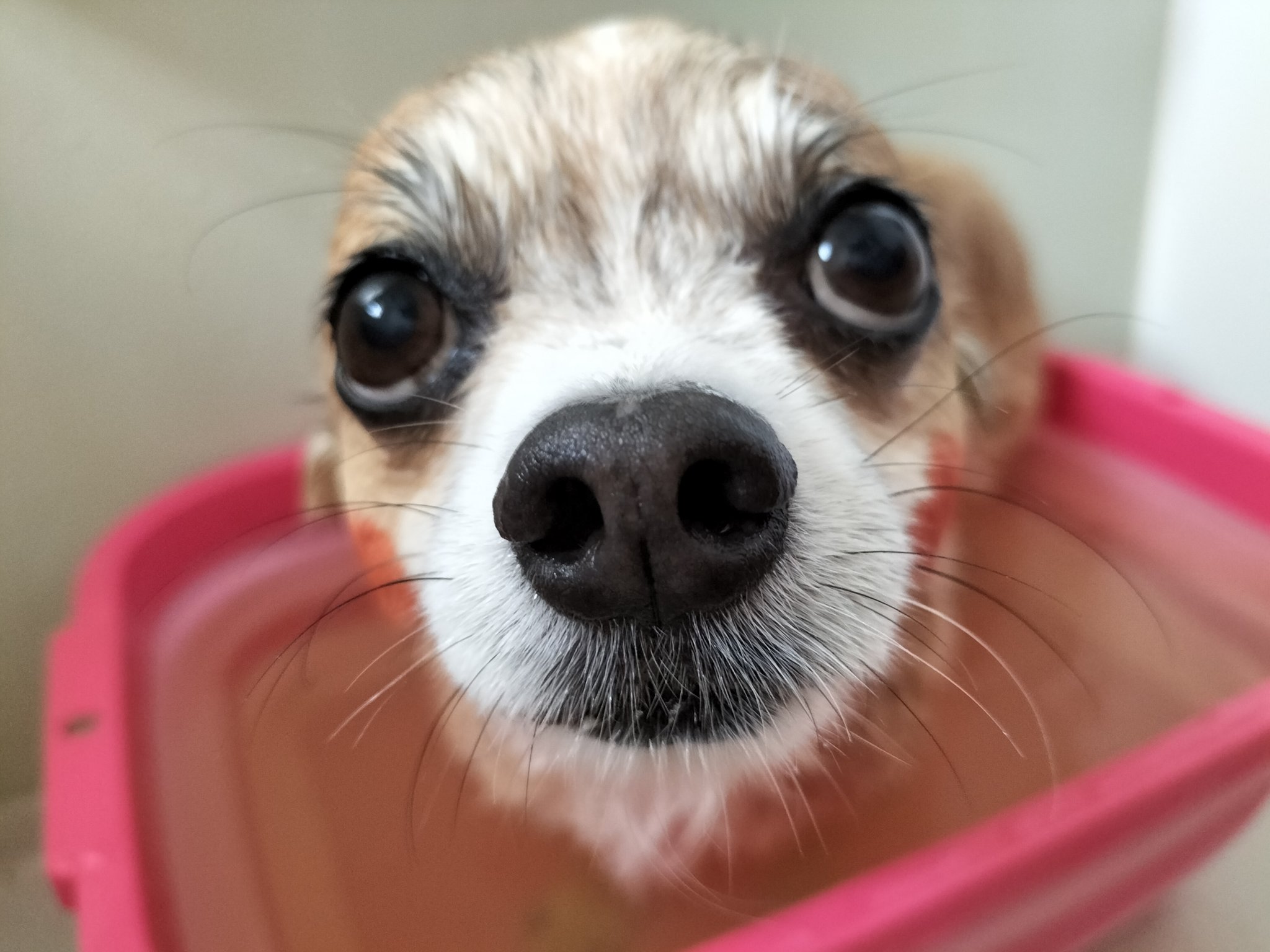 L チワワ ポンタ ぬるま湯で気持ちいいのかいつも以上にお利口さんに湯船につかって 相変わらずのアザラシ みたいな顔で見つめてくる 今は爆睡していびき お疲れ様 チワワ シニア犬 T Co 1fubvv80mh Twitter
