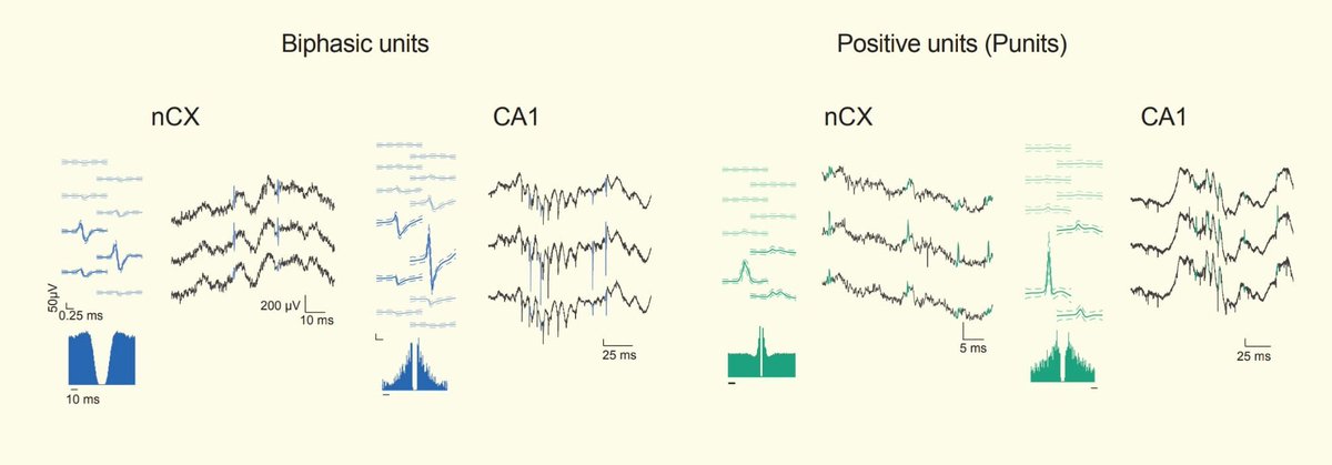 shirlysomeck's tweet image. Have you ever witnessed peculiar waveforms in your extracellular recording? 
I&apos;m presenting my poster today afternoon at #FENS2022 about biphasic and positive spikes. Come check it out on board S06-471!
@FENSorg