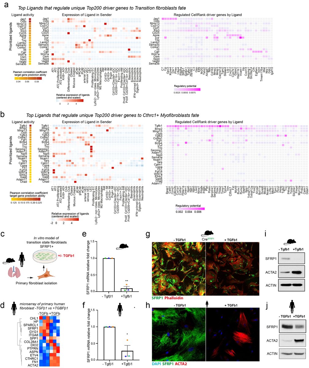 SchillerLab's tweet photo. [7/10] We used #NicheNet (https://t.co/xy9ws6WNx8, @saezlab) to predict secreted ligands driving the Sfrp1+ transitional fibroblast and Cthrc1+ myofibroblast states with epithelial derived Notch ligand Jag1 and myeloid derived TGFb1 as top hits respectively. https://t.co/Jwi8s7hNBS