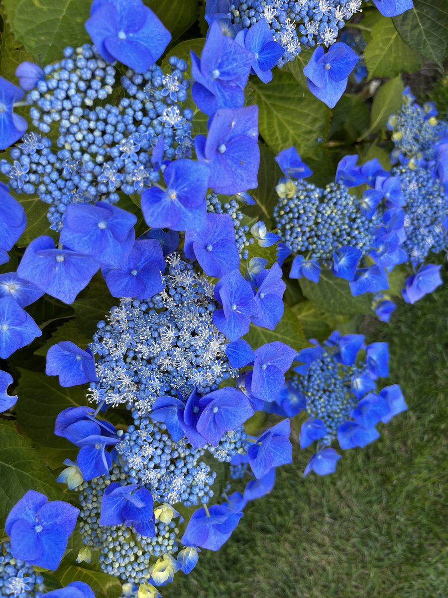 ⁦<a href="/IrishGardening/">IrishGardening</a>⁩ - Blaumeise- my favourite hydrangea in full bloom