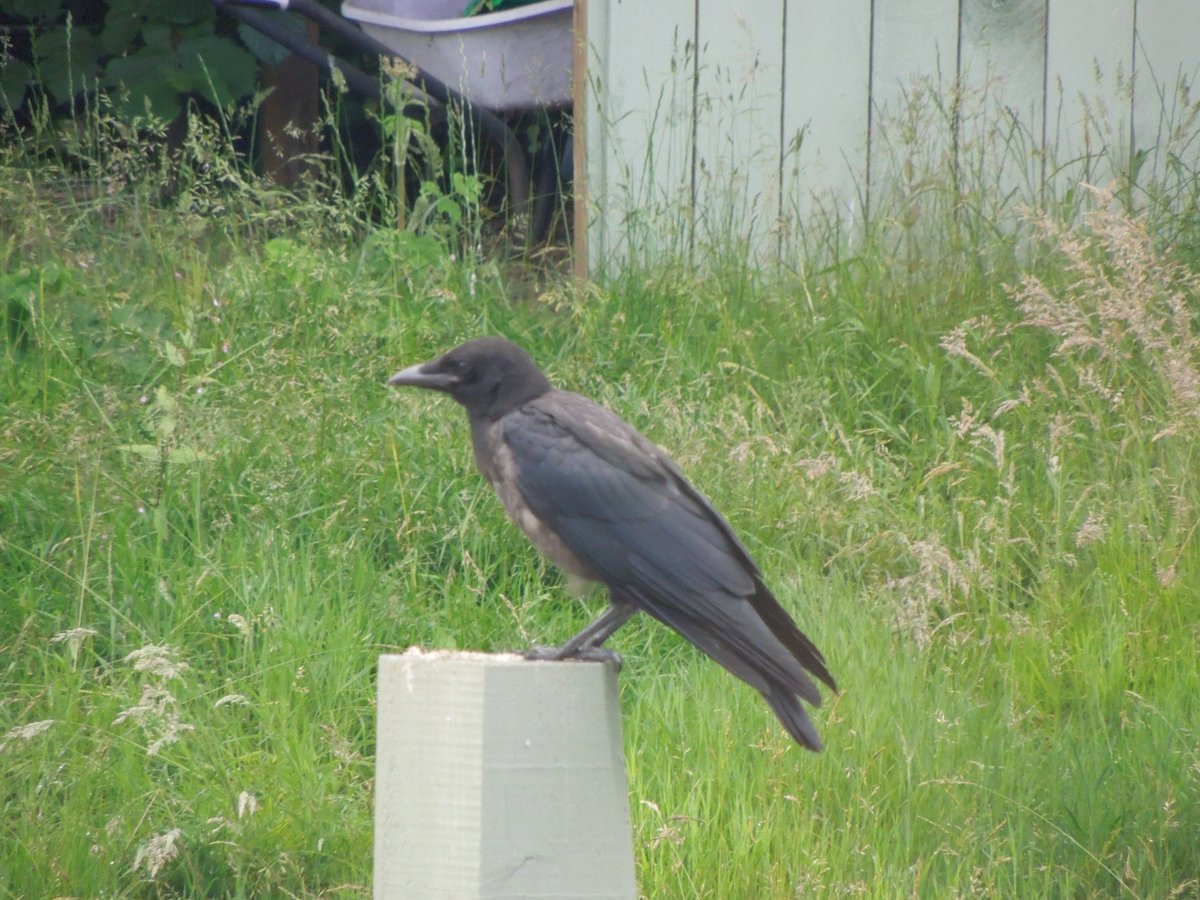 tankgrrrrrl's tweet image. @CrowMonthly I need to catch up with #corvidsoftwitter (but I have the covid-not-of-twitter 😿🎻)

Julie &amp;amp; Bobby's baby made an appearance 10 days ago. Then I was away, now I'm back: baby's here much of the time 🥰
(I do wonder if they just had the 1 baby, or if sth happened?)