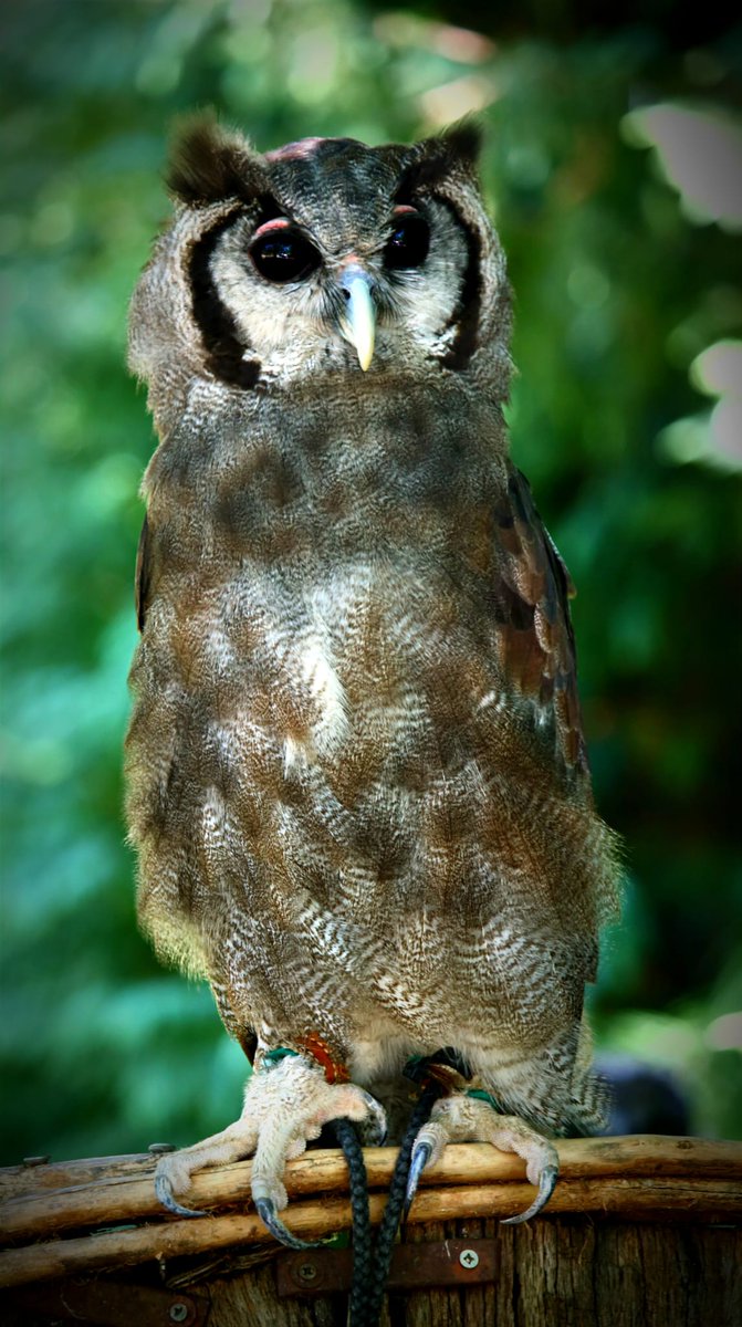 pαoℓіtα tweet media