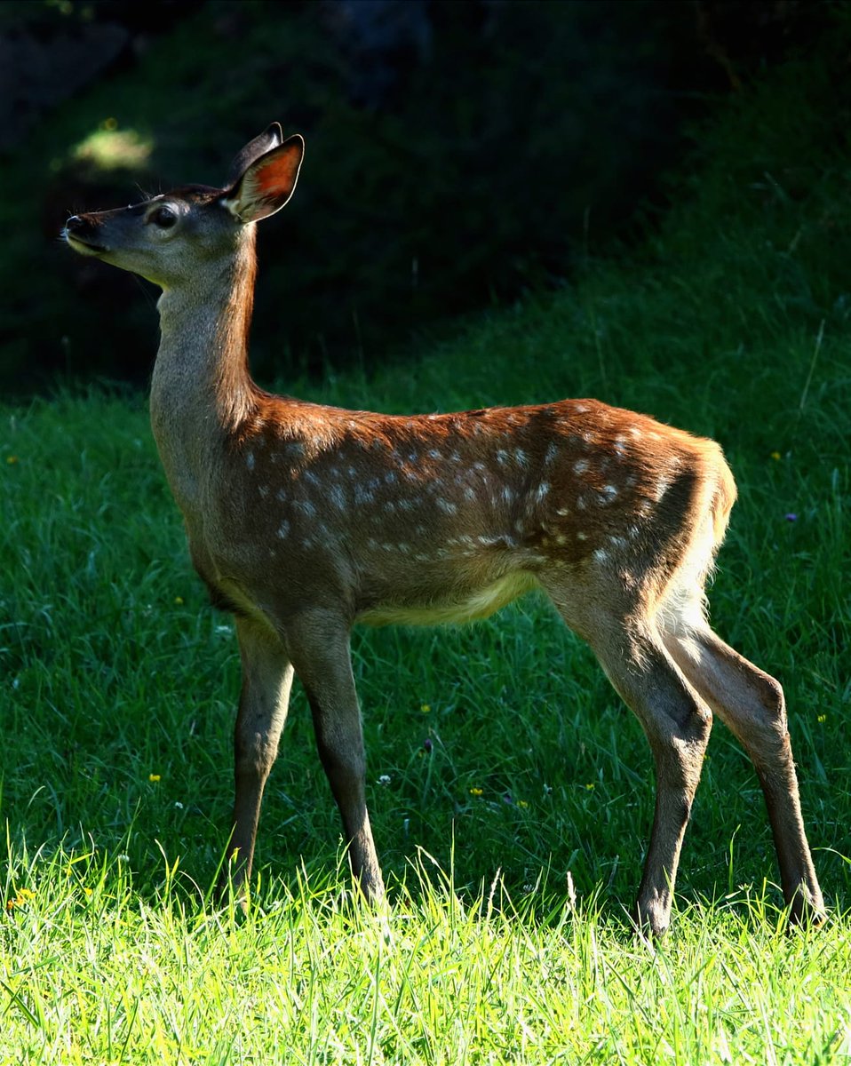 pαoℓіtα tweet media