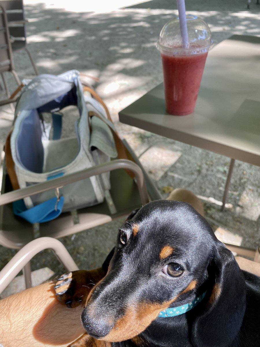 ceseph's tweet photo. Smoothie avec Tootsie 🥤🐾#teckel #teckellife #teckellove https://t.co/8K14ZPGRom