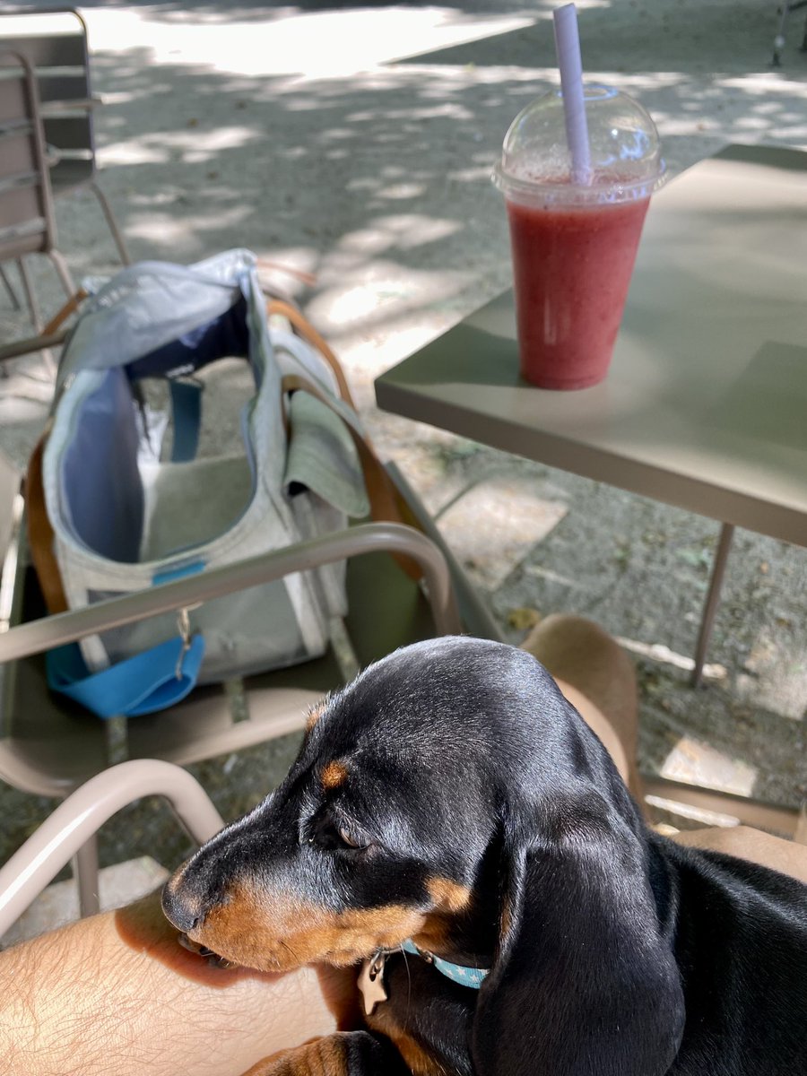 ceseph's tweet photo. Smoothie avec Tootsie 🥤🐾#teckel #teckellife #teckellove https://t.co/8K14ZPGRom