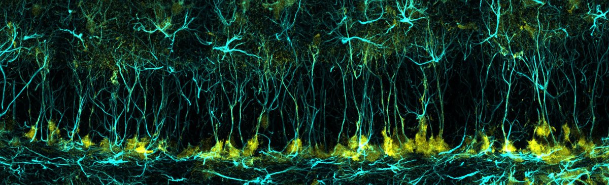 What does intermittent fasting do to the stem cells in the adult brain?🐭🧠 We used lineage tracing and thymidine analogues to find out… and bumped into something unexpected!

<a href="/AntsInTheCarpet/">Noelia Urbán</a>
biorxiv.org/content/10.110…

A short thread 🧵👇[1/9]